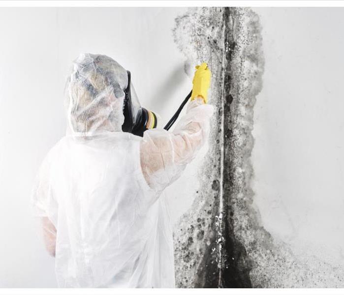 professional works on mold remediaation
