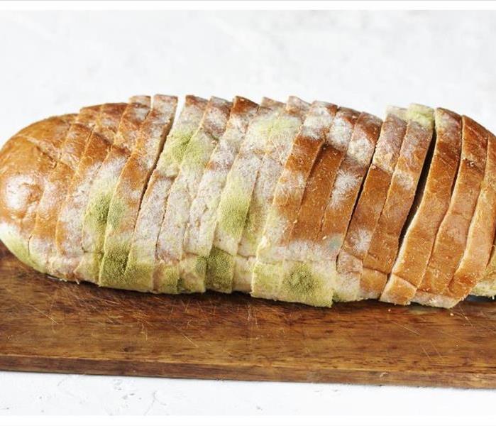 mold growth on bread