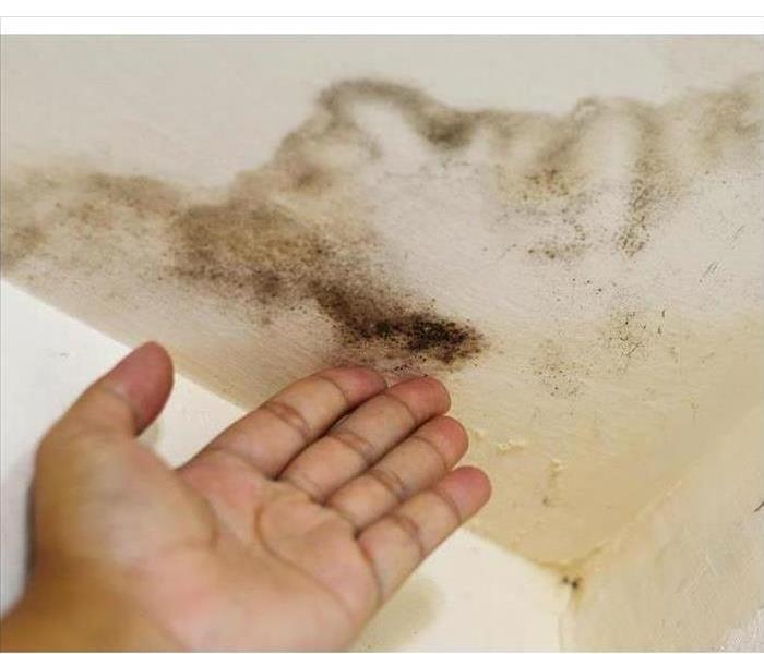 A hand is shown near mold on a ceiling